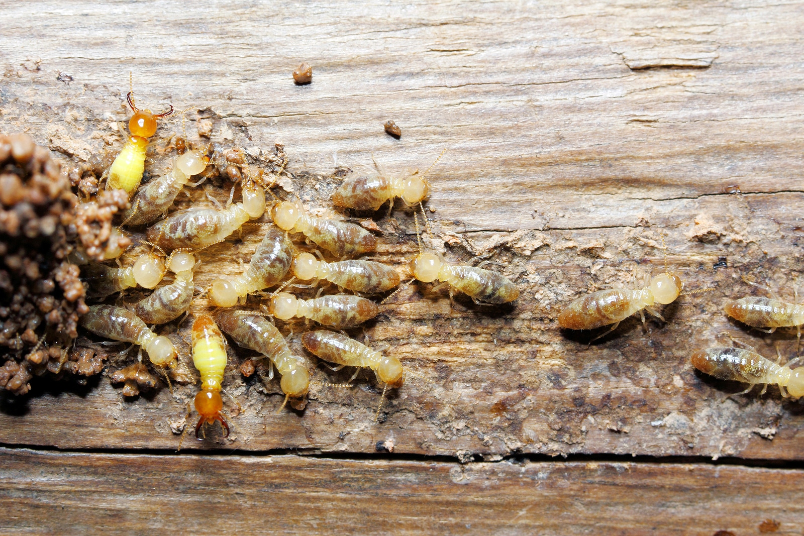 The Importance of WDO Inspections