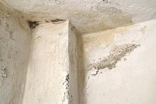 The Hidden Threat of Mold in Nashville Homes