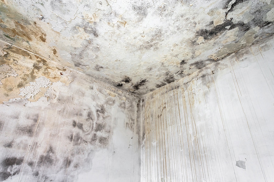 Mold Sampling Inspections