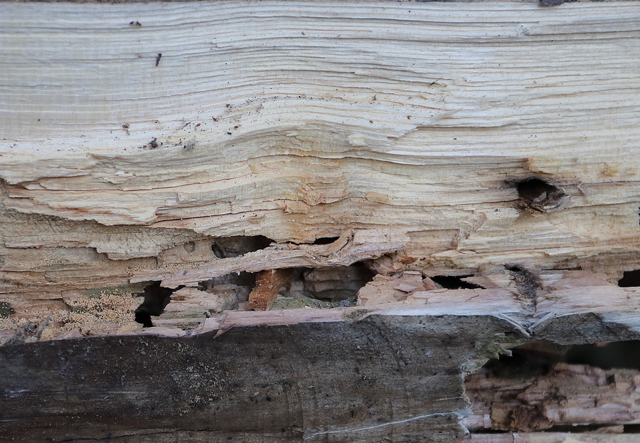 Termite Treatments